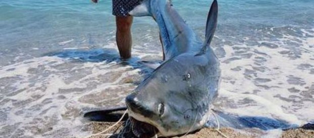 Squalo volpe da 200 kg pescato nel Crotonese