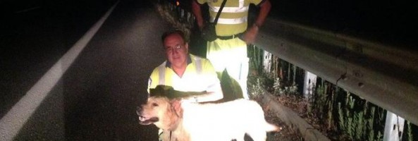 Labrador in difficoltà soccorso su A2 tra Reggio e Vibo