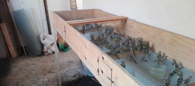 Villa San Giovanni: sequestrati 570 uccelli specie protette